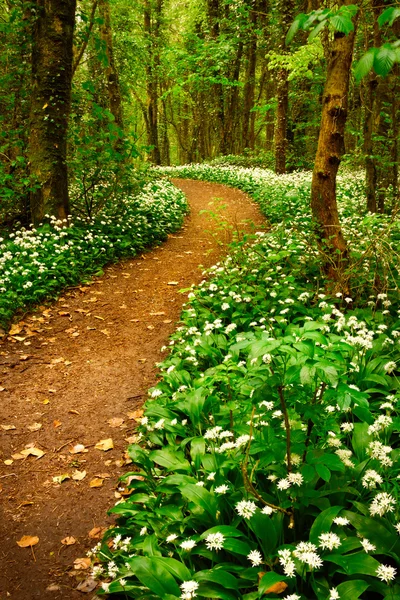 Wiosna lasu z białych kwiatów dzikiego — Zdjęcie stockowe
