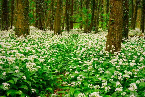 Wiosna lasu z wielu białych kwiatów dzikiego — Zdjęcie stockowe