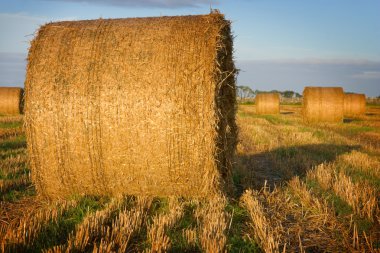 Bales of straw close-up in the field clipart