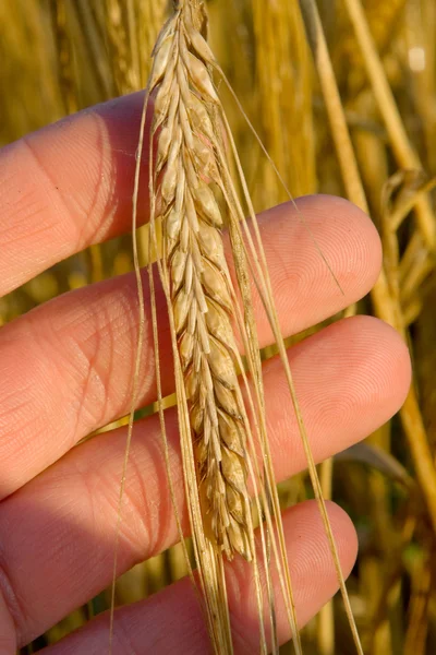 Пшеничная рука — стоковое фото