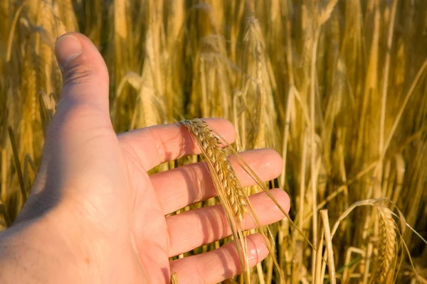 Hand with wheat — Stock Photo, Image