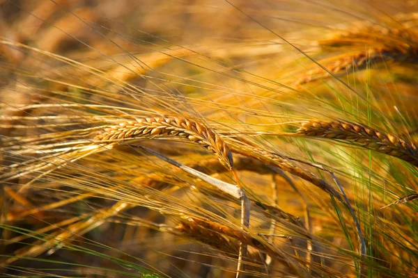 小麦背景 — 图库照片