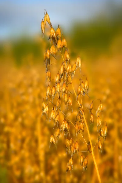 燕麦的茎和模糊的背景 — 图库照片