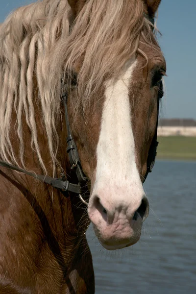 Портрет любимой лошади — стоковое фото