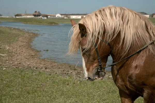 Портрет любимой лошади — стоковое фото