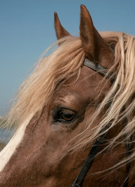 好きな馬の肖像画 — ストック写真