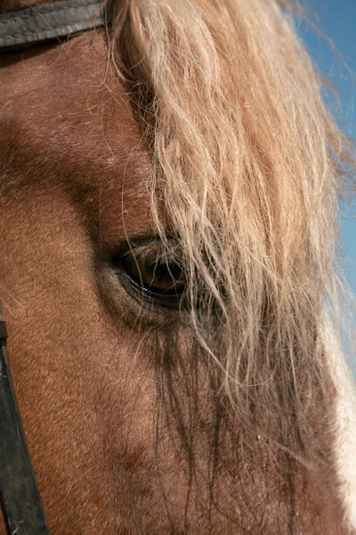 Porträt eines Lieblingspferdes — Stockfoto