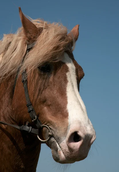 Ritratto di cavallo preferito — Foto Stock