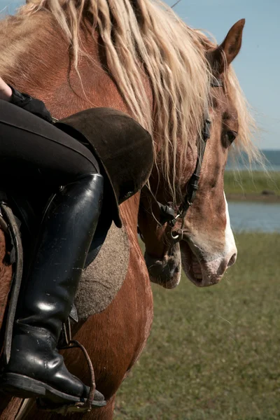 好きな馬の肖像画 — ストック写真