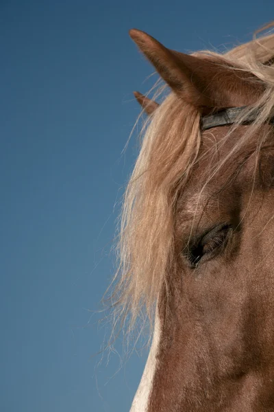 Ritratto di cavallo preferito — Foto Stock