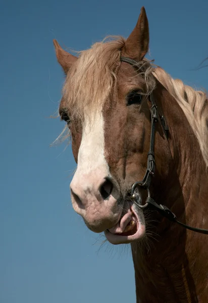 Podobizna oblíbeného koně — Stock fotografie
