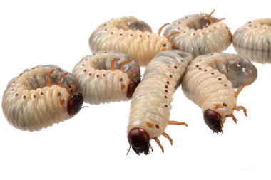 Beetle larva rhinoceros clipart