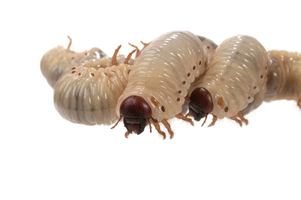Beetle larva rhinoceros — Stock Photo, Image
