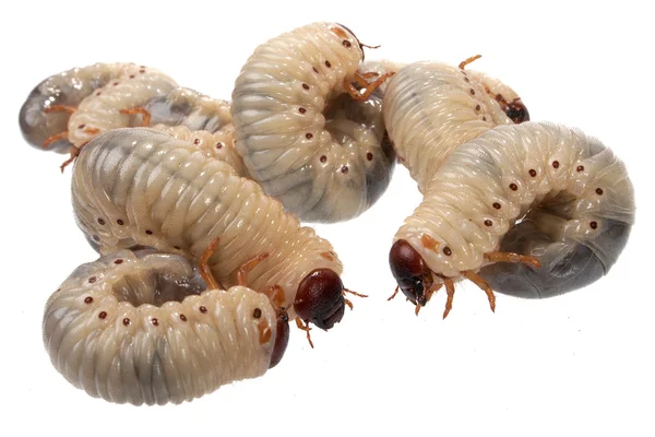 Escarabajo larva rinoceronte — Foto de Stock
