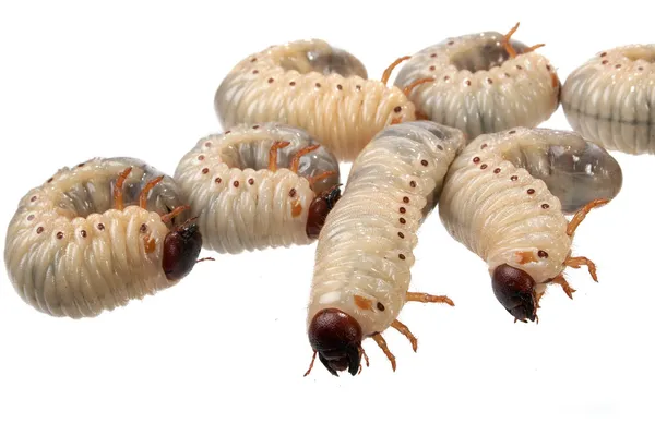 Beetle larva rhinoceros — Stock Photo, Image
