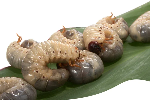 Larva жука носоріг — стокове фото