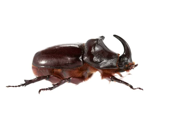 Nosorożec beetle — Zdjęcie stockowe
