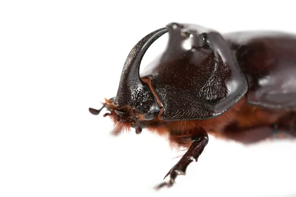 犀牛甲虫 — 图库照片