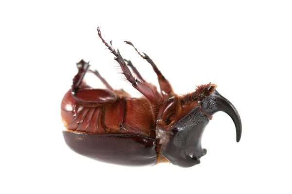犀牛甲虫 — 图库照片