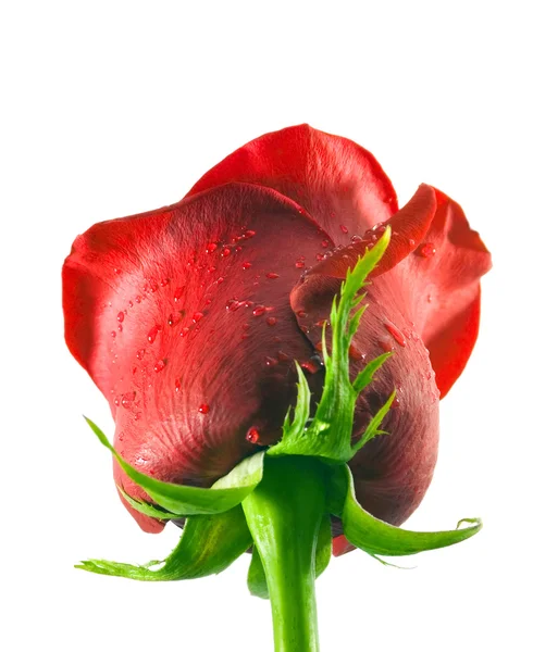 Κόκκινο τριαντάφυλλο δροσιά σταγόνα — Φωτογραφία Αρχείου