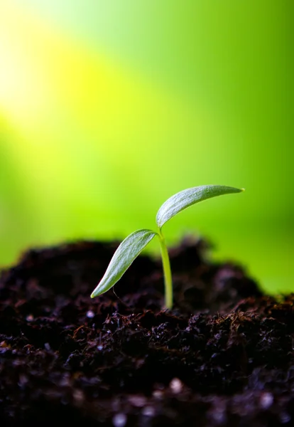 stock image Young sprout