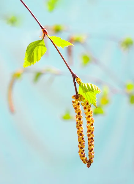 stock image Birch