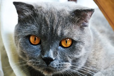 Scottish fold cat clipart