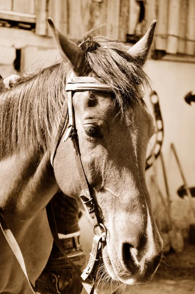 Koně v sépie — Stock fotografie