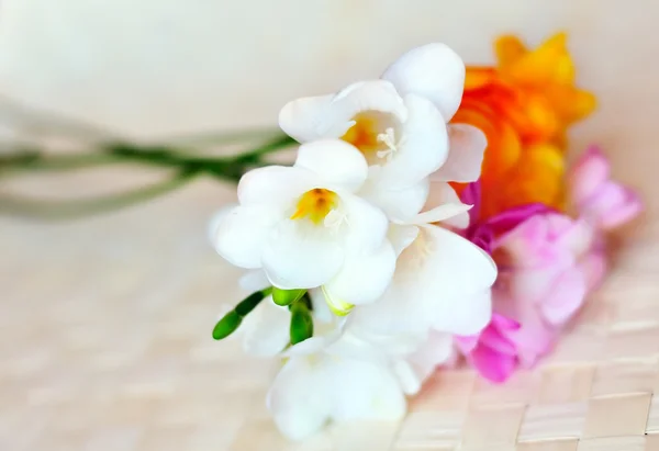 Fresh spring freesias in soft focus — Stock Photo, Image