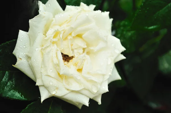 Rosa fresca con gotas de lluvia — Foto de Stock