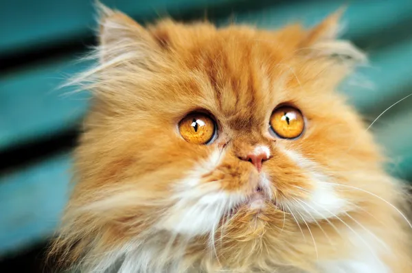 Περσική γάτα — Φωτογραφία Αρχείου