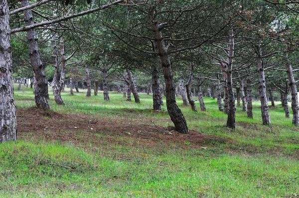 stock image Coniferous tree belt area