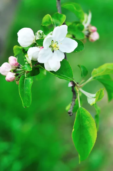 Flor de maçã fresca — Fotografia de Stock