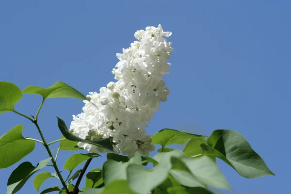 stock image Branch of the white lilac 2