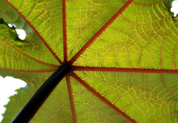 꽃의 녹색 잎 — 스톡 사진