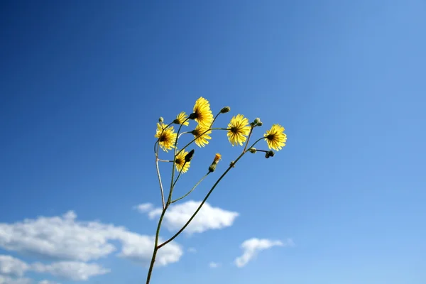 Gelbe Blume auf dem blauen Himmel Hintergrund — Stockfoto