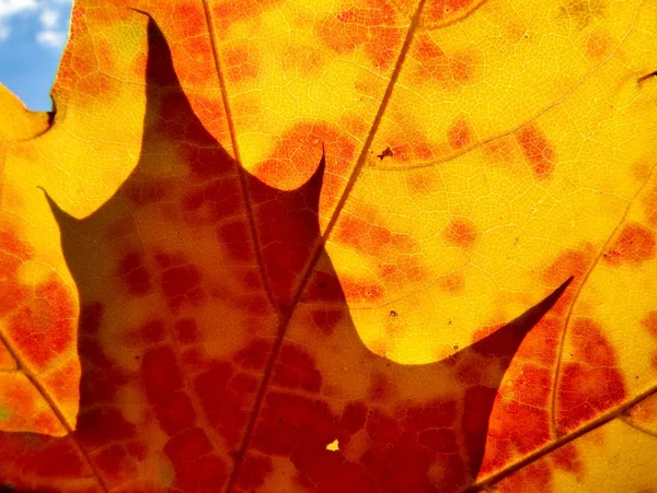 Otoño naranja y hojas rojas —  Fotos de Stock