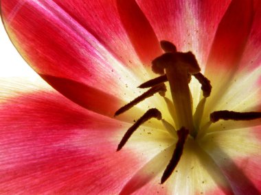 Flower of the amaryllis, close-up 3 clipart