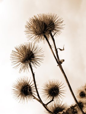 Thistle gökyüzü arka plan üzerinde