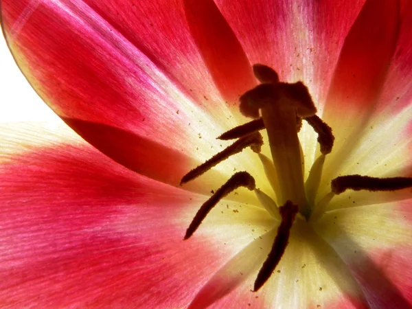 A amaryllis, közelkép 3 virág — Stock Fotó