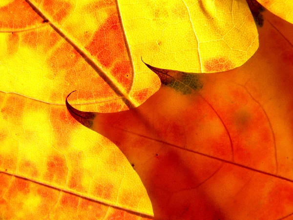Oranžové a červené listy jako plamen — Stock fotografie