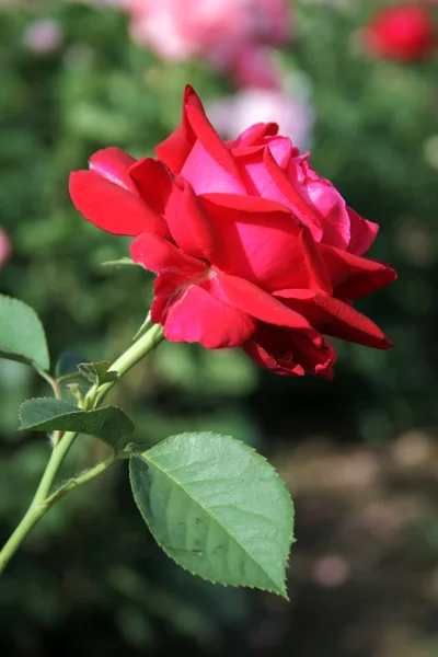 stock image Red rose 2