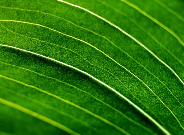 Hoja verde de la amarilis — Foto de Stock