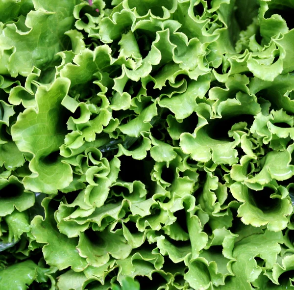 stock image Green lettuce