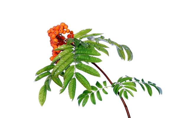 Branch of rowan tree isolated on white — Stock Photo, Image