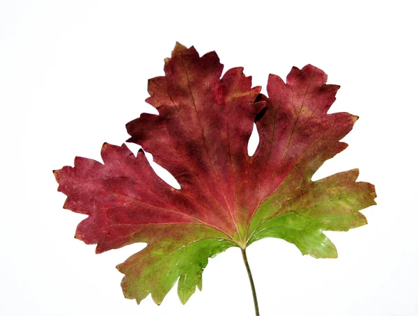Червоно-зелений лист клена — стокове фото