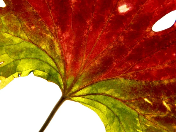 Червоно зелений лист — стокове фото
