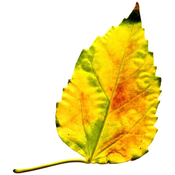 Golden autumnal leaf isolated on white — Stock Photo, Image