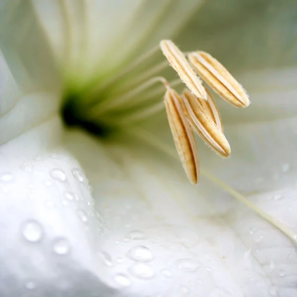 Beyaz madonna lily. Makro görünümü. — Stok fotoğraf
