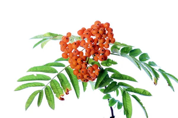 Branch of rowanberry — Stock Photo, Image